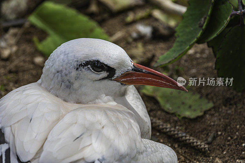 红尾热带鸟，Phaethon rubricauda，是一种在印度洋和太平洋筑巢的海鸟。它是最稀有的热带鸟类。Papahānaumokuākea海洋国家纪念碑，中途岛，中途岛环礁，夏威夷群岛。在一个巢。